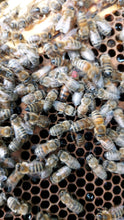 Load image into Gallery viewer, Beekeeping Experience £45.00 per person