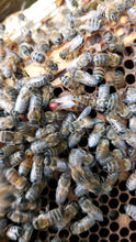 Load image into Gallery viewer, Beekeeping Experience £45.00 per person
