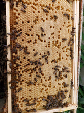 Load image into Gallery viewer, Full Colonies and Nucleus for Spring 2026