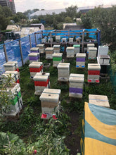 Load image into Gallery viewer, Beekeeping Experience £45.00 per person