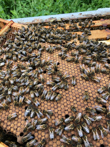 Beekeeping Experience £45.00 per person