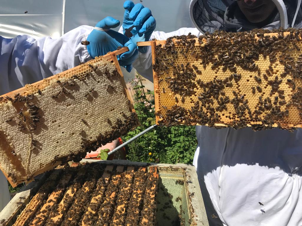 beekeeping course 2022