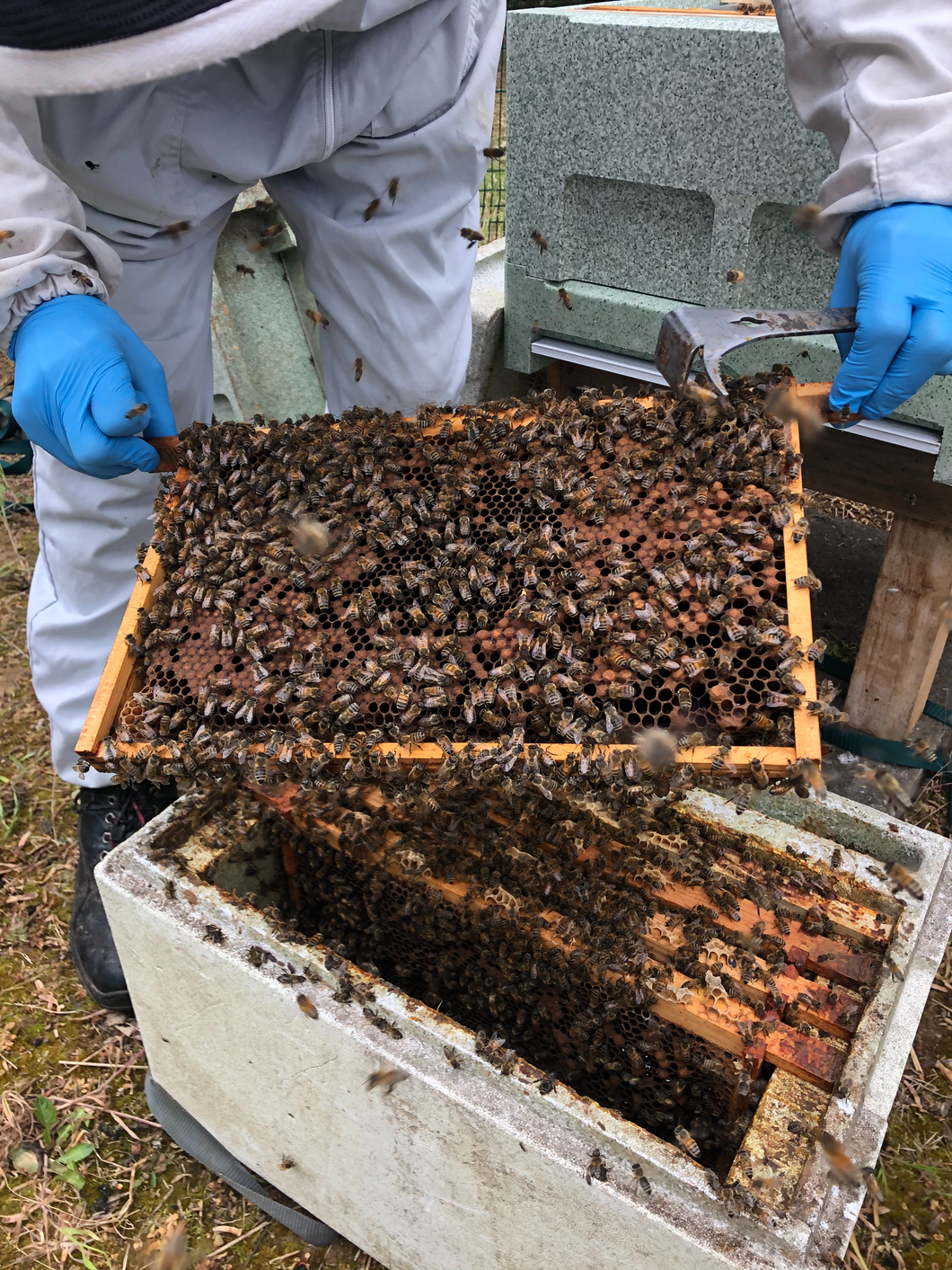Beekeeping Experience £45.00 per person